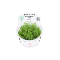 Myriophyllum Guyana 1-2-grow